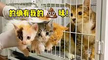 垃圾洞掏出7只奶猫，屎盆裹一裹！猫妈：裹上我的屎就是我的崽？