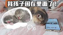 猫咪以为自己的孩子困在手机里了！想钻进手机救小猫！