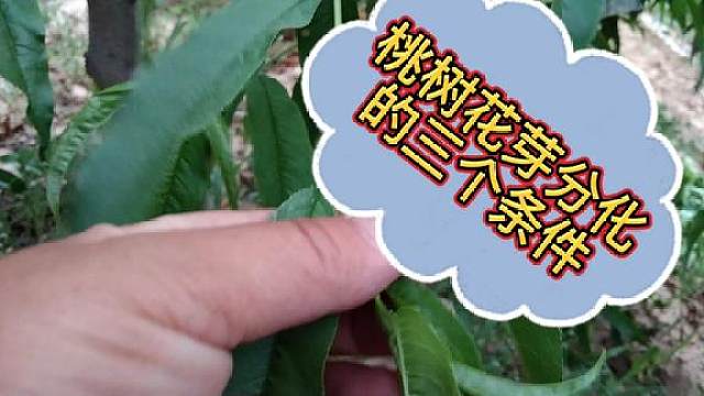 桃农朋友,桃树花芽分化所必需的3个条件,你弄明白了吗