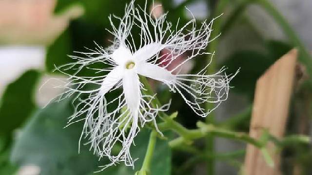 老鼠瓜,开奇葩,没人认识它.好吃吗?把吗去掉吧,我有命名权吗