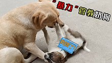 拉布拉多以大欺小“暴力”管教小奶狗，一爪子下去小奶狗顿时怂了