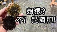 我竟然在海缸里养了刺猬？哦不，是海胆