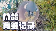 林鸽从鸟蛋到出窝，原生态记录视频！值得收藏