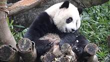 熊猫宝宝圆仔吃完冰块儿变废熊，懒洋洋的模样萌得不得了