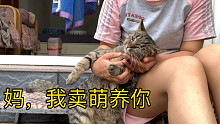 为了我的猫猫们，不得不向现实妥协！