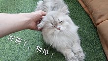 【vlog】第一人称猫咖撸猫，让你看得见、摸不着！