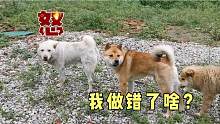 血气方刚的田园犬小胖邂逅小白，立马展开攻势，看它有没有出息？
