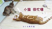 大脸家的小猫很忙，小猫：这个家的活力我们承包了，你们别来打扰