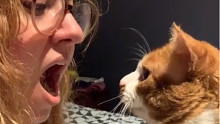 张开嘴，看你的猫会做什么