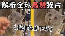 解析全球高赞猫片：咬人猫制服动作示范！国外宠物医生展示现场