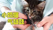 给12只小奶猫剪指甲，缅因猫真的那么乖吗？