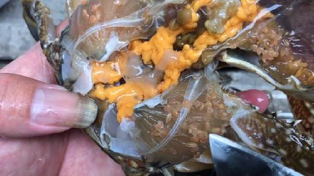 藤壶是怎么粘在螃蟹身上的