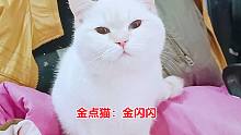 金点小母猫成家里最胖的母猫，主人嫌弃它，必须用最丑镜头当封面