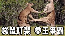 【双语】纪录片· 纯正英音：来看肌肉袋鼠打架啊！   BBC | 听力 | 口语