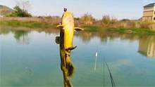 野钓黄辣丁（黄颡鱼）一晚可以钓上百条，技巧全在这里，太过瘾了