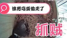 鸟妈妈前脚刚下完蛋，就被偷走了，咋回事？