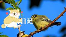 绿背山雀，野外记录，鸟类视频