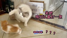 我家布偶猫又去对门欺负刚满月小加菲了，3斤以下的没有他不敢惹的