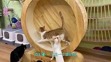 改造沦为猫窝的跑步机，从此猫咪爱上了跑步#梦幻猫城堡