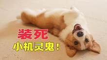 主人教狗狗“装死”，狗狗能学会吗？主人：太聪明了！