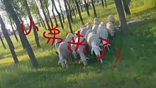 羊儿不许跑！