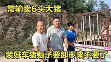 6头大猪拉到二里地外卖，装上车猪贩子改变主意要卸下来，咋回事