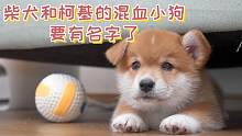 柴犬和柯基的混血小狗出生45天，要有名字了！