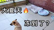 大夏天狗子被冻得进屋睡，这太阳是假的吧？田园犬：我好委屈