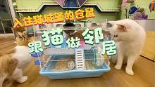 第一只入住猫城堡的仓鼠，并成功拥有了属于自己的大别墅