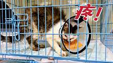获救小猫出院第1天：疼痛难忍只能弓背站立，睡觉成了最痛苦的事