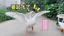 曾经的治愈小鹅已经变成白天鹅了，有些小可爱跑着跑着就长大啦