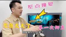 路哥成功把龙鱼挪到新缸 整个过程惊险曲折 就是最后龙鱼老是张嘴