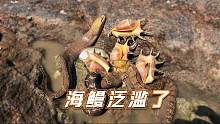 退潮后搁浅的海鳗泛滥了，阿文一窝全抓超过瘾，还有罕见的六角螺