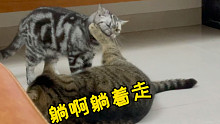 【肥弟】会跳探戈的小猫咪你见过吗