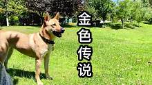 阳光下田园犬被渡上一层金色，铲屎官说了好帅后，狗子居然乐了？