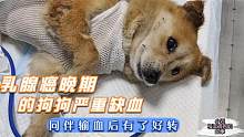 乳腺癌晚期的狗狗，严重缺血，得到同类输血后有了好转