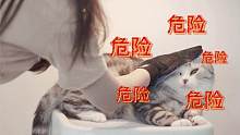 达咩！我家的猫咪是怎么秃的？