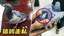 走私犯们的机智藏匿法，现代信鸽新用途，背上背包用来运毒！