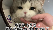 我为什么如此肯定我家公猫不行？这要从一段心酸的过往说起了…