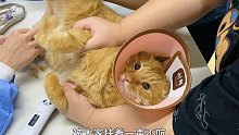 带6只猫咪去医院扎针，大家的反应各不相同