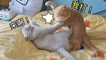 两只肥猫打架现场直播！你们要打就去床上打！