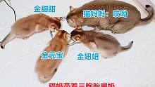 猫妈猫宝齐刷刷喝奶，四重奏声音真治愈，猫阿姨馋急了抢小猫肉吃
