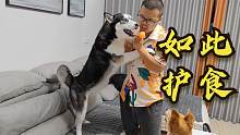 铲屎官学狗狗护食，二哈和主人的互动太逗了，笑得我眼泪都出来了