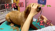 带狗子去美容，虎妞终于迎来了它的高光时刻