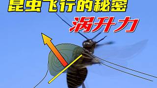 昆虫是如何利用涡升力飞行的？吊打人类科技的昆虫飞行原理