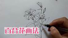 钢笔白描，画百合花，看百合花画法