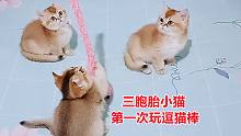 主人给小猫玩没铃铛的逗猫棒，直接被两小只嫌弃，还报复挠破门框