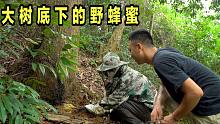 大树底下取蜂蜜，你见过吗？这是大自然的味道！