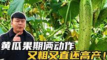 想要黄瓜粗又直？结果期有两个动作不能少，方法简单一学就会！
