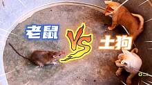 老鼠大战小土狗，老鼠的身法出神入化，小狗被吓得惊慌失色